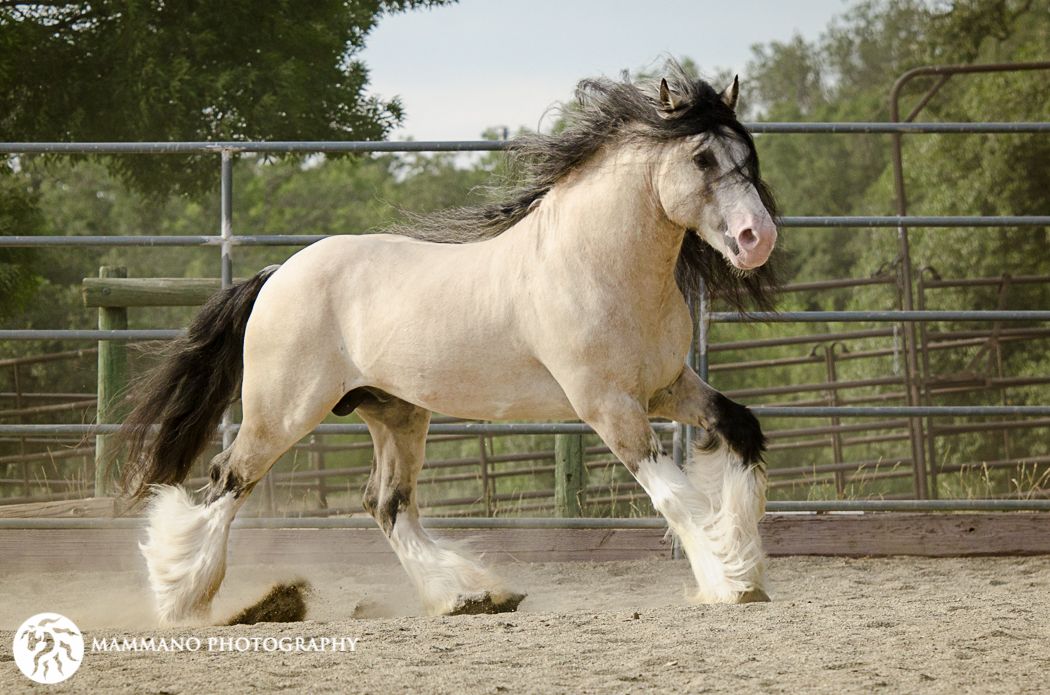 Taskin The Magnificent Buckskin Stallion Horse Proudly Displays His Splendour
